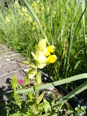 Rhinanthus alectorolophus
