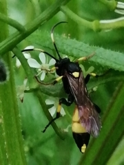 Ichneumon stramentor
