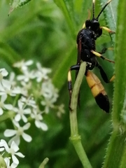Ichneumon stramentor