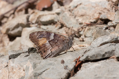 Hipparchia cypriensis