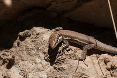 Phoenicolacerta troodica