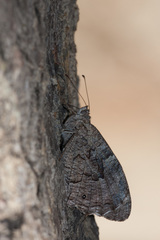 Hipparchia cypriensis