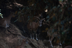 Ovis gmelini ophion