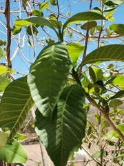 Koanophyllon albicaule