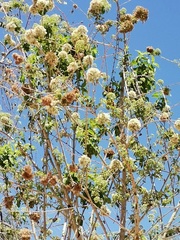 Koanophyllon albicaule