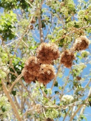 Koanophyllon albicaule