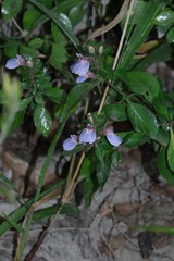 Justicia petiolaris