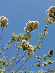 Koanophyllon albicaule