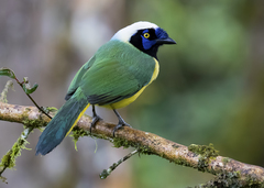 Cyanocorax yncas yncas