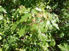 Toxicodendron radicans verrucosum