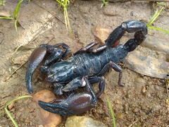 Pandipalpus viatoris