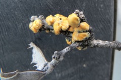 Cerococcus quercus