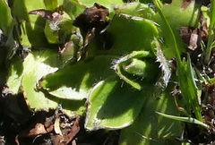 Helichrysum ecklonis