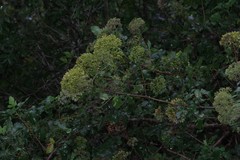 Heteromorpha