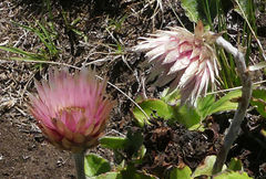 Helichrysum ecklonis