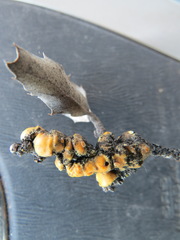 Cerococcus quercus