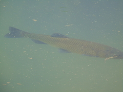 Squalius vardarensis