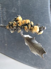 Cerococcus quercus