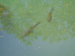 Squalius vardarensis