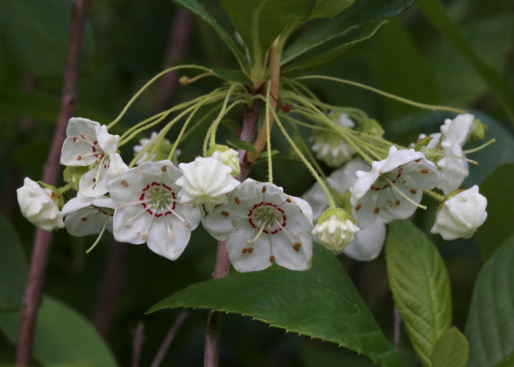 Kalmia cuneata