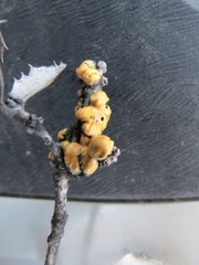 Cerococcus quercus