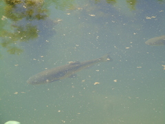 Squalius vardarensis