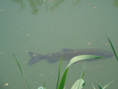 Squalius vardarensis