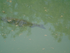 Squalius vardarensis