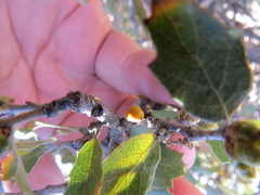 Cerococcus quercus