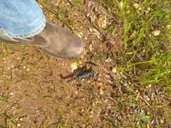 Pandipalpus viatoris