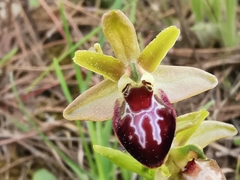 Ophrys sphegodes provincialis