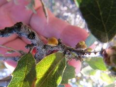 Cerococcus quercus