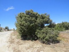 Cerococcus quercus