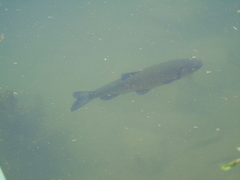 Squalius vardarensis