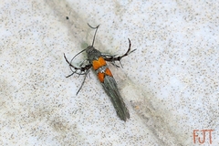 Aetole unipunctella