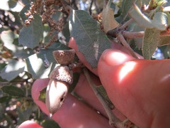 Cerococcus quercus