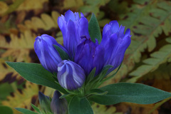 Gentiana catesbaei