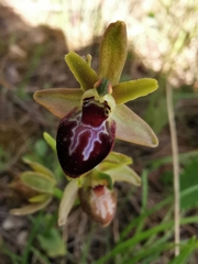 Ophrys sphegodes provincialis