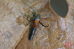Aetole unipunctella