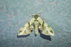 Callambulyx tatarinovii