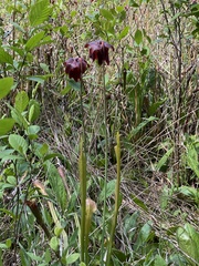 Sarracenia jonesii