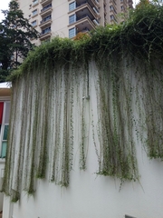 Tarlmounia elliptica