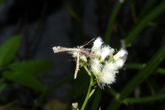 Stenoptilodes sematodactyla