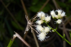 Stenoptilodes sematodactyla