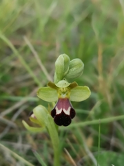 Ophrys vasconica