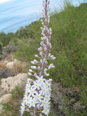 Drimia maritima