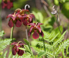 Sarracenia rubra