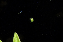Araneus uniformis