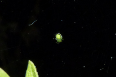 Araneus uniformis