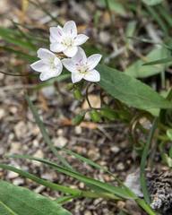 Claytonia